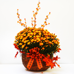 Fall Mum Basket from Casey's Garden Shop & Florist, Bloomington Flower Shop